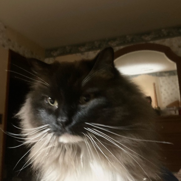 Meet your Posher, Barbara - Picture 3 of 6